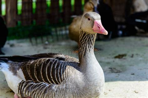 Bird Duck Goose Stock Image Image Of Fauna Animal Gray 71213993