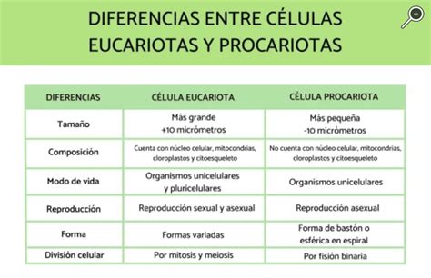 Diferencias Entre Celulas Procariotas Y Eucariotas Cuadro Comparativo