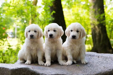 Why buy a golden retriever puppy for sale if you can adopt and save a life? The Great Golden Retriever: Interesting Facts - Furry Babies