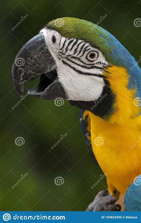 Beautiful Macaw Parrot Close Up Portrait Stock Image Image Of