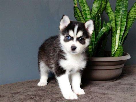 A list of dogs, cats, kittens, and puppies available for adoption are listed on this website. pomsky puppies FOR SALE ADOPTION from toronto Ontario ...