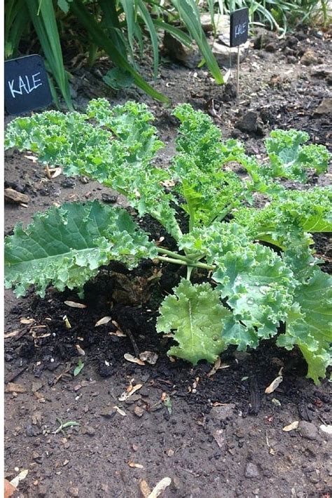 How To Easily Harvest Kale For Beginners Growing Kale Harvesting