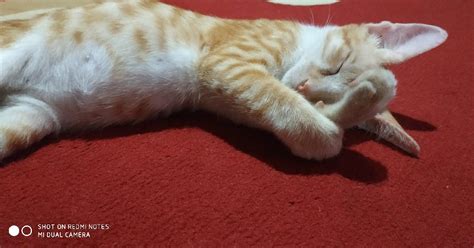 foto kucing tidur lucu gambar meme lengkap