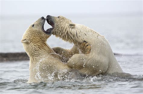 Polar Bears Fighting In Water Beaufort Sea Kaktovik Alaska Usa