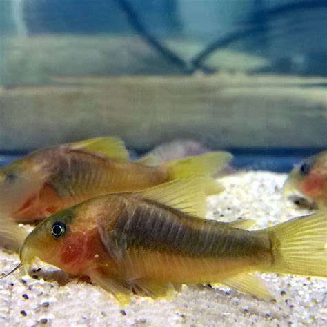 Green Gold Cory Corydoras Melanotaeniacurrently Unavailable Discus