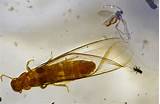 Photos of Isoptera Termites