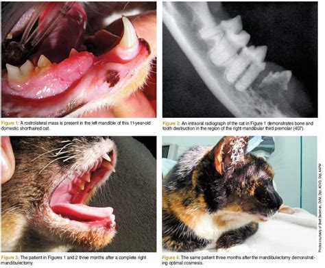 Cats With Oral Squamous Cell Carcinoma What To Know Celestialpets