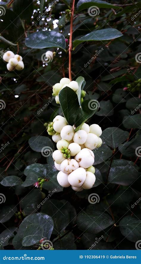 Branches With White Berries Of Symphoricarpos Albus Stock Image