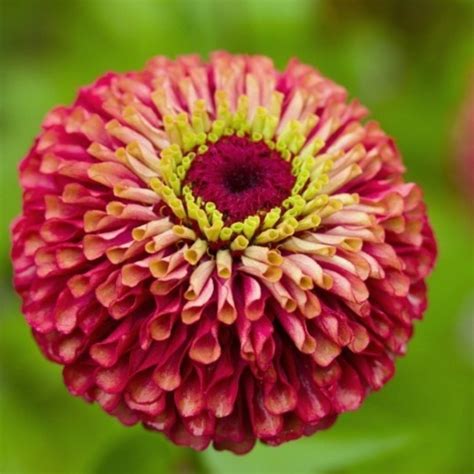 Pale red outer petals fade to lime green towards the centre of the bloom and with a deep maroon centre. Zinnia elegans Queen Red Lime