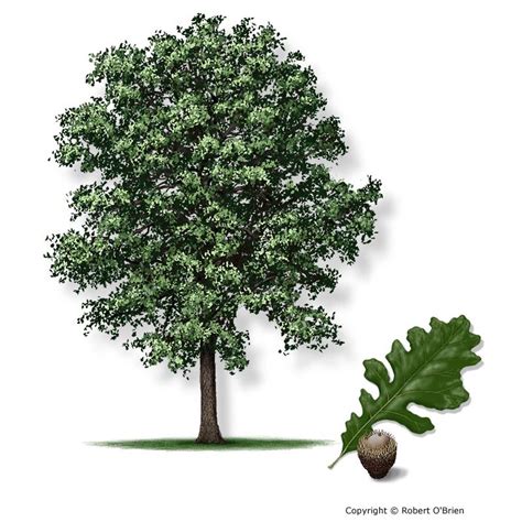 Bur Oak Quercus Macrocarpa Secondary Names Mossycup Oak Fast Growing