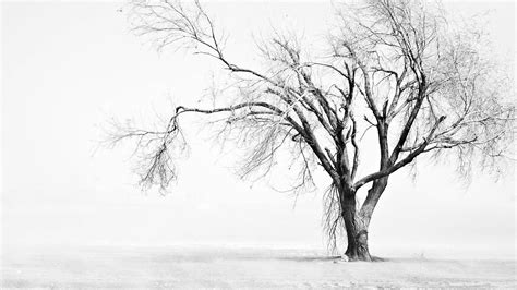 Download Leafless Tree White Background Wallpaper