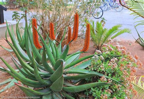Aloe Ferox Plants Aloe Garden