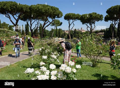Roma Italia El Roseto Comunale Di Roma Un Jardín De Rosas En El