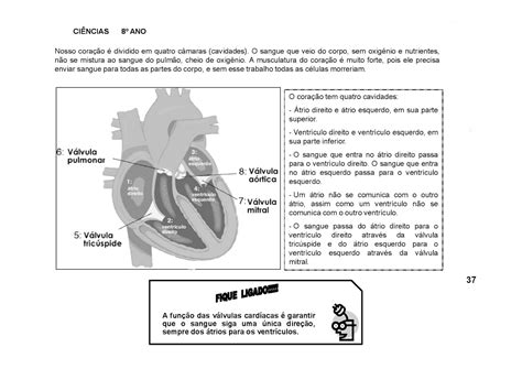 Exercícios Sistema Cardiovascular 8 Ano