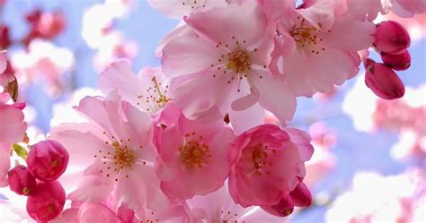 Dahulu bunga yg populer di jepang adalah bunga pulm, bukan sakura. comicfever: Bunga Sakura di Jepang