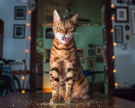So come and check out more websites that are similar to imgsrc.ru. Photographer Takes Photos of Cats High on Catnip, And The ...