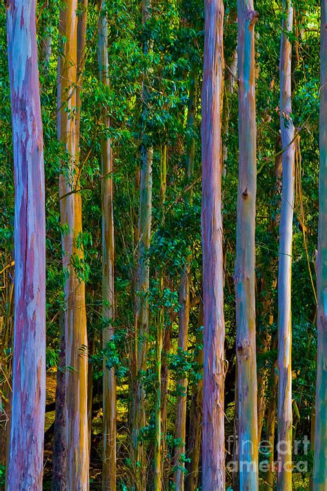 Eucalyptus Trees Photograph By Mitch Shindelbower