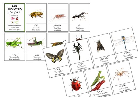 Nomenclature Les Insectes Fr Ar Mountasiroun