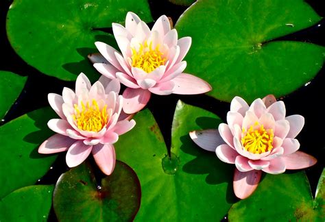 Lily Pad Lilies Flower · Free Photo On Pixabay