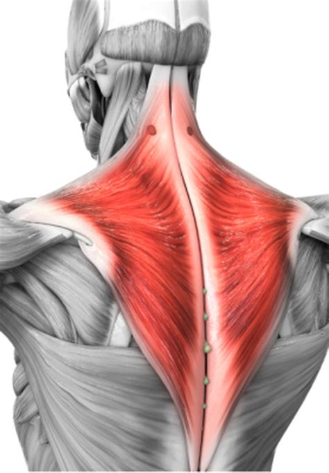 They are attached to your skeleton by strong, springy tendons or are directly connected to rough patches of bone. The Trapezius Muscles | Tri-W News