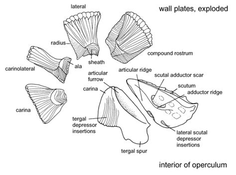 articular furrow