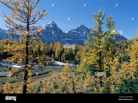 Autumn Larch Trees Banff National Park Canadian Rockies Canada Stock