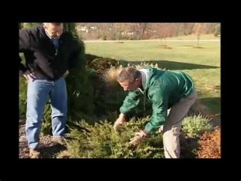 4.0 out of 5 stars 21. Brandon Arborvitae Spacing - The Home Interior Ideas