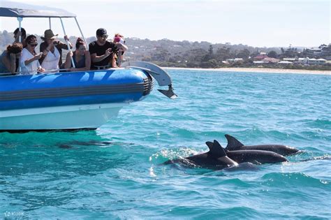 Seal Island Boat Tour From Victor Harbor Klook Canada