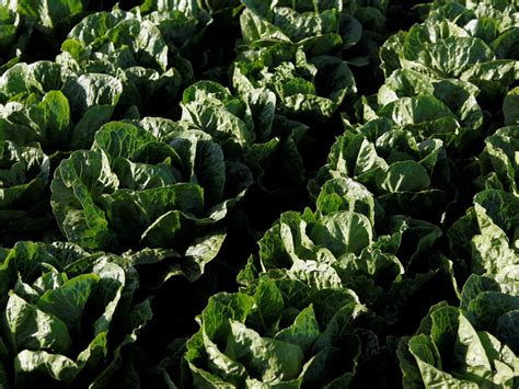 E Coli Outbreak Prompts Warning To Throw Away Romaine Lettuce The