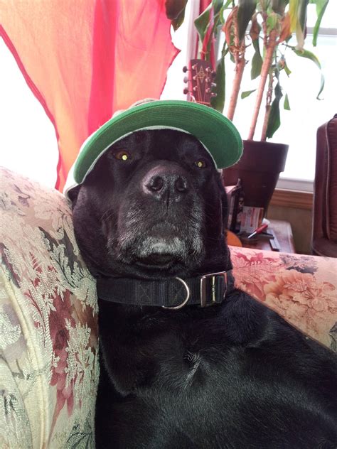 Just Another Black Dog Wearing A Hat Dogswearinghats