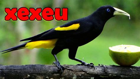 Xexéu is a city in pernambuco, brazil. xexeu - YouTube