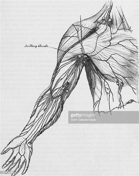 Black And White Print Of A Human Arm Armpit And Partial View Of The