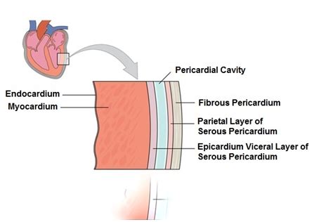 Heart Layers Anatomy