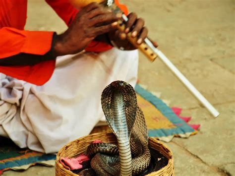 King Cobra Dancing To The Sweet Tune Of The Flute On The Streets Of