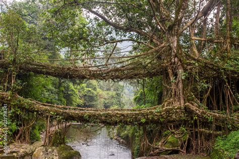 Famous Double Decker Living Roots Bridge Near Nongriat Village
