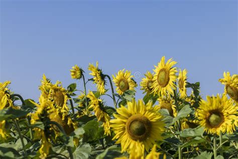 Sunflower Field With Flowers And Bees Stock Image Image Of Spring
