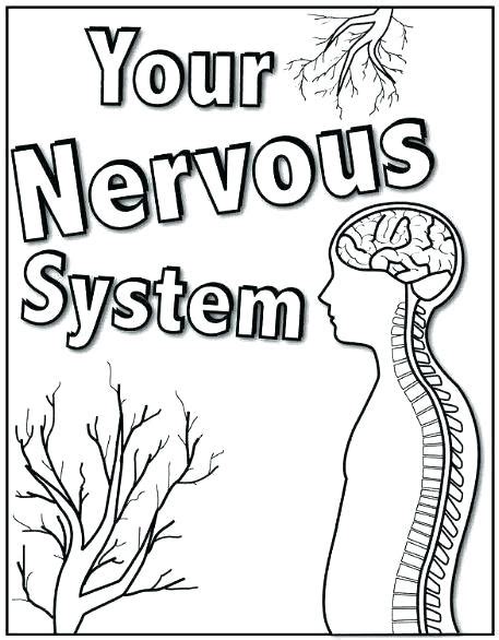 Nervous System Coloring Page Anatomy Coloring Book Color Worksheets Porn Sex Picture
