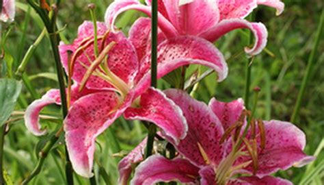 Lily Plant Types Garden Guides