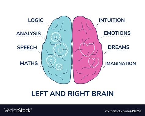 Human Brain Right And Left Hemisphere Functions Vector Image