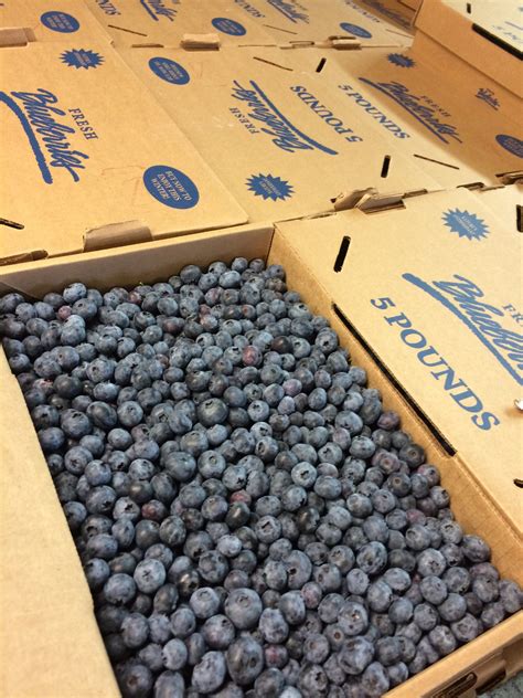 Pre Order 5lb Box Of Blueberries For Pickup Tuttle Orchards Online Store