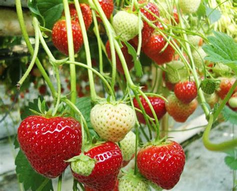 cara merawat strawberry agar berbuah lebat