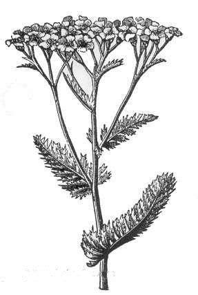 Image result for yarrow illustration | Yarrow flower, Yarrow plant