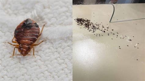 Here Are Canadas Top 10 Bed Bug Infested Cities Globalnewsca