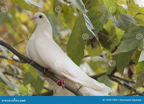 White Dove Sitting On A Tree Branch Stock Photo Image Of Dove Bright