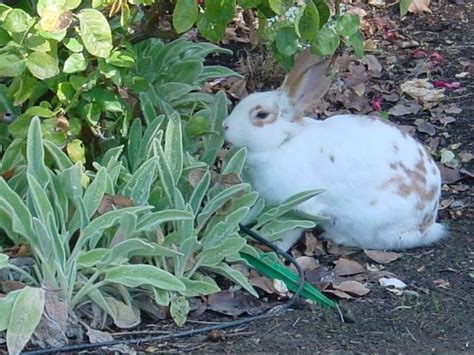Check spelling or type a new query. PlantFiles Pictures: Stachys, Lamb's Ear 'Silver Carpet ...
