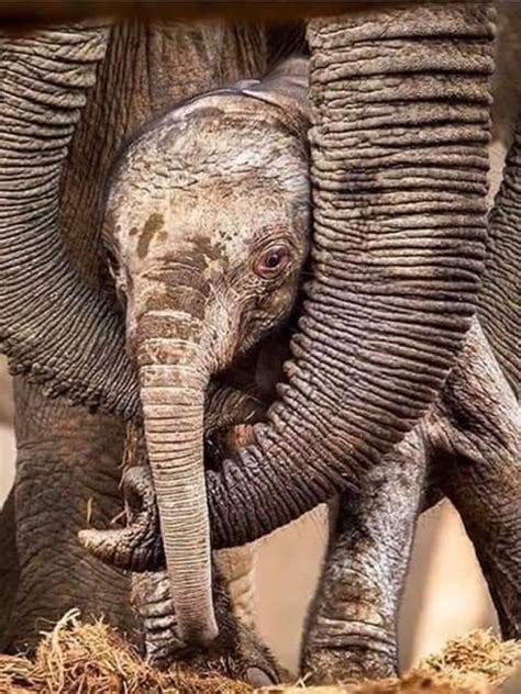 Pin By Shari🌸 On Elephants Animal Hugs Elephant Love Elephant