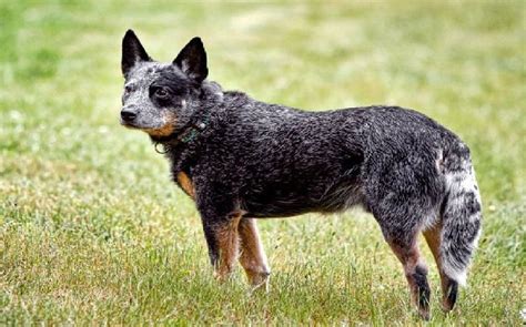 australian stumpy tail cattle dog breed origin behavior trainability facts  puppy
