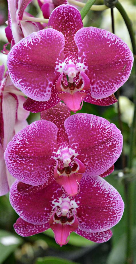 Thailand Orchids Wil 5835 Rare Orchids Rare Flowers Rare Plants Exotic Plants Wonderful