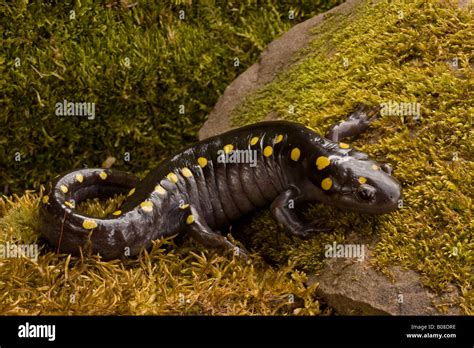 Spotted Salamander Ambystoma Maculatum New York Usa In Early Spring