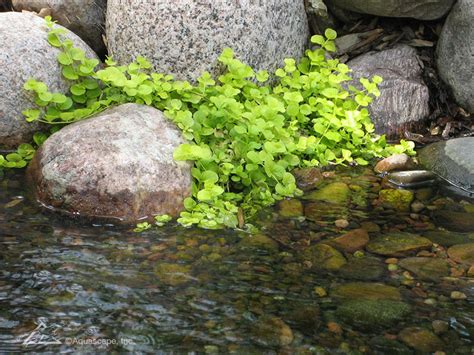 To ensure effective water filtration and oxygenation in your mini container pond, you will want to aim to cover 25% to 75% of your pond with pond plants. Small Plants for Small Ponds